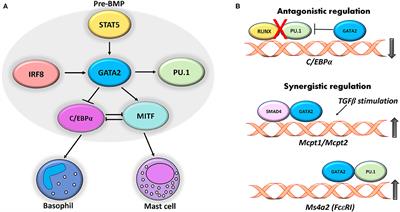 Transcription Factors in the Development and Pro-Allergic Function of Mast Cells